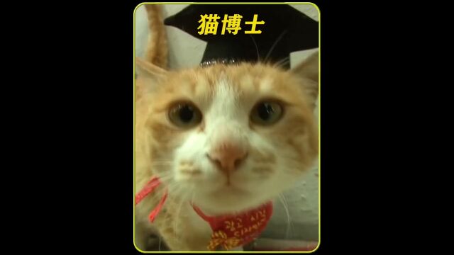 流浪猫在大学进修四年,成为名副其实的“猫博士”,背后原因却让人心疼#神奇动物