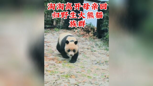 淘淘离开母亲回归大熊猫野外族群