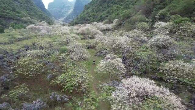 鹿寨桐油花海山谷线徒步游,20元/人起