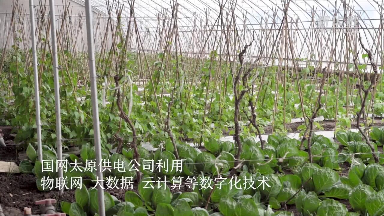 山西太原:数字化技术助推农业产业智慧化升级