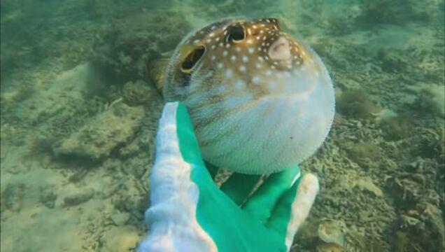 海洋生物 #动物随手拍