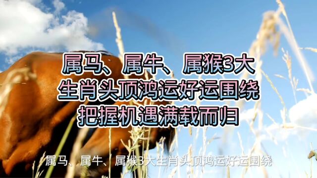 属马、属牛、属猴3大生肖头顶鸿运好运围绕,把握机遇满载而归