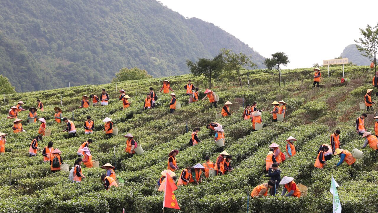 茶叶飘香茶农乐,英德红茶头采季在清远开幕