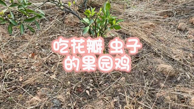 云南民枫基地 果园 花儿鸡