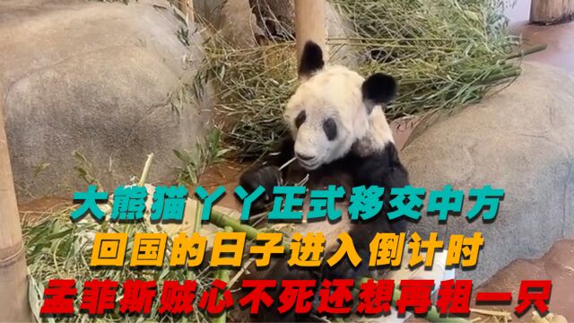 熊猫丫丫正式移交中方,回国进入倒计时,孟菲斯不死心想在租一个