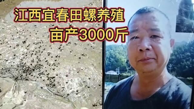 江西宜春大哥,240斤田螺养殖4个月产量3000斤,下定决心扩建基地