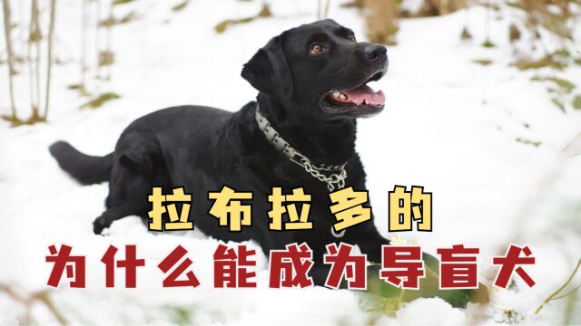 拉布拉多能当导盲犬,全靠这几个优点!