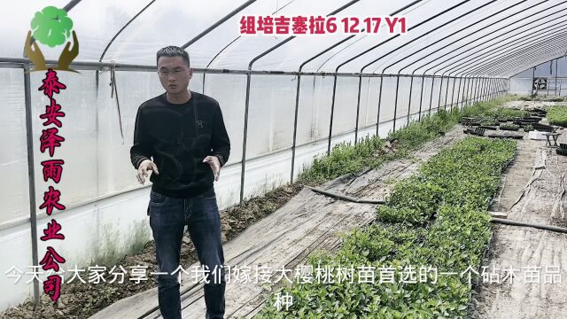 组培吉塞拉6号砧木苗2023年价格 20高苗质量好