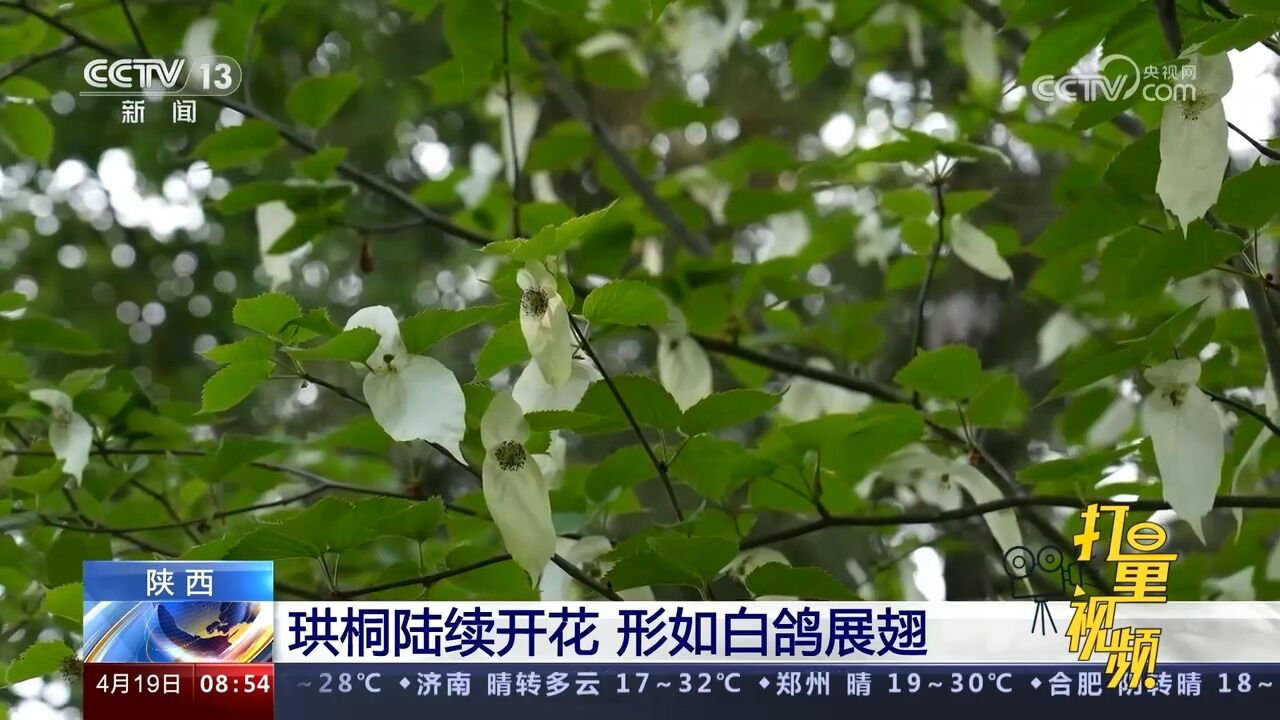 陕西:我国特有珍稀植物珙桐陆续开花,形如白鸽展翅,颇为壮观