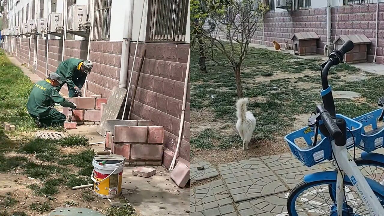 单位分房子了!高校为流浪猫搭建小窝,连排小屋已有猫猫入住