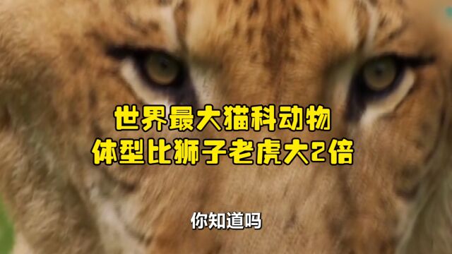 世界上最大的猫科动物,体型比狮子老虎大2倍,又称为“彪”