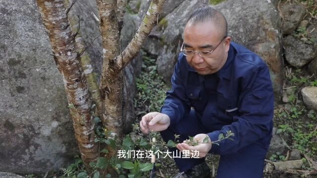 黄花生绿丛,绿丛连大地,一株长的像桃花的植物,黄花稔,大家一定要认识下