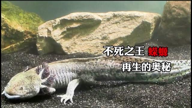 “六角恐龙”不死之王,蝾螈再生之谜#古生物 #蝾螈六角龙