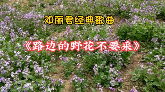 《路边的野花不要采》邓丽君经典歌曲