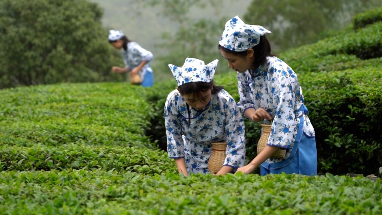 春有约,茶不误,打造优质“茶罐子”,品茗清新好茶香!