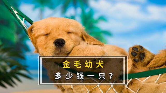 买一只纯种金毛幼犬多少钱?价格差异真大呀!