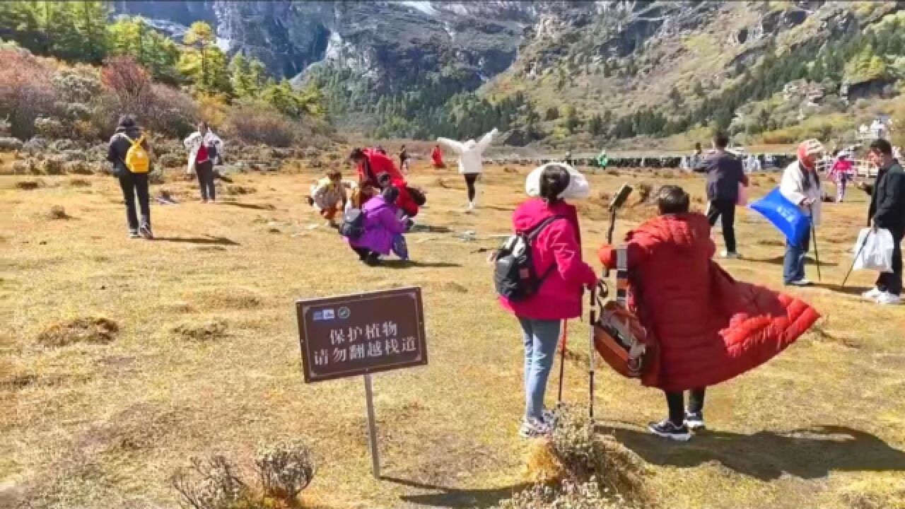 大量游客在稻城亚丁景区踩踏草坪,警示牌就像摆设,游客大声制止也无人理会