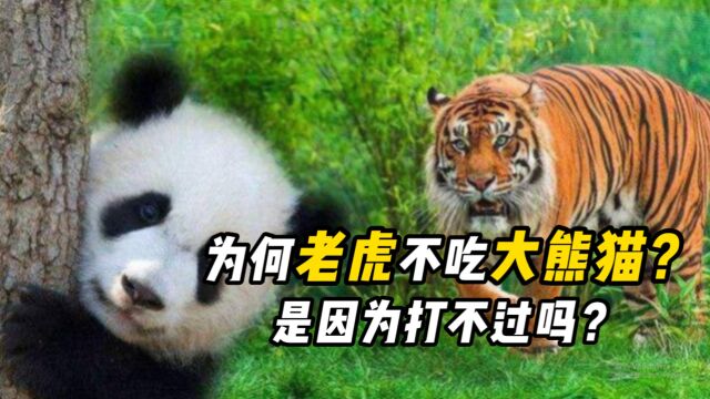 大熊猫真的没有天敌?狮子老虎都退避三舍,不敢攻击它?