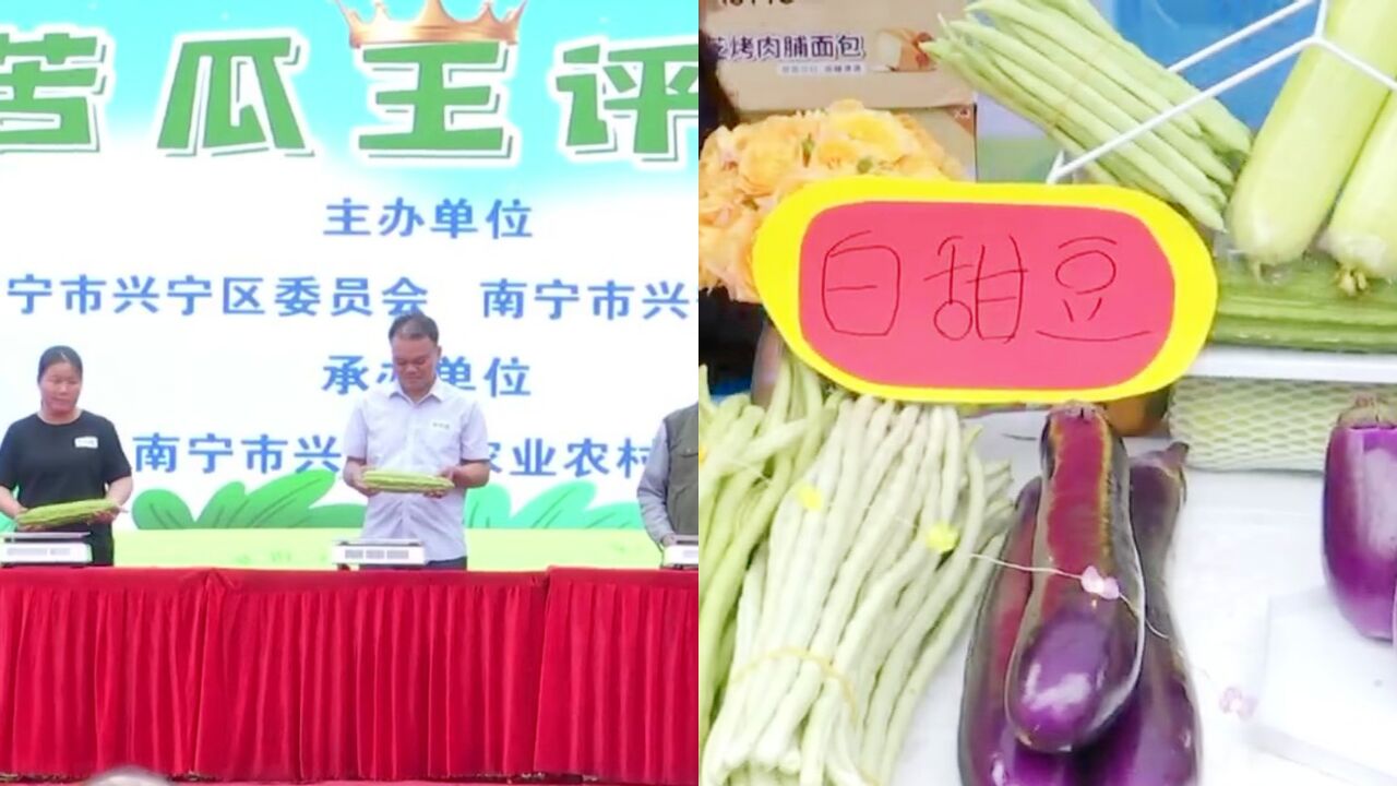 “苦瓜王”重量超0.9kg!南宁五塘苦瓜走上“老广”餐桌