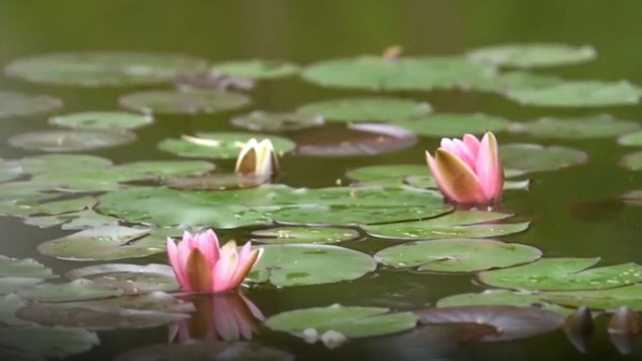 夏日赏花正当时,上海嘉定的睡莲已“苏醒”