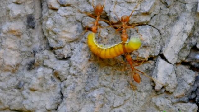 团结合作配合有序,黄猄蚁身体虽小,力量却不容小觑