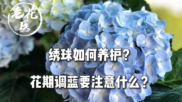 绣球如何养护?花期调蓝要注意什么?