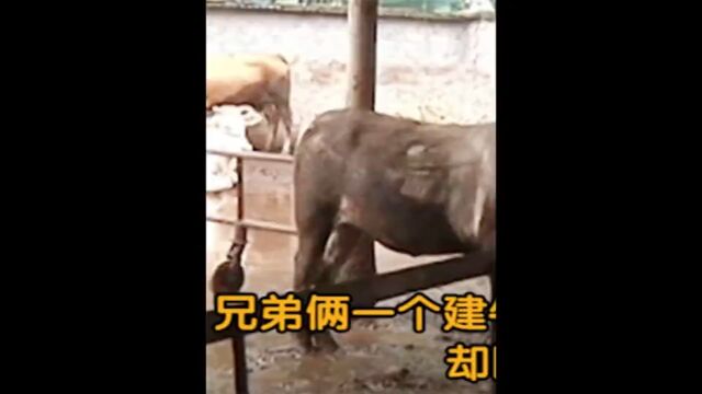 因为一些矛盾,亲兄弟反目成仇,更是闹得老死不相往来社会百态兄弟反目为人处世 1