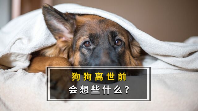 狗狗离世前的心愿你知道吗?养狗人一定要看!