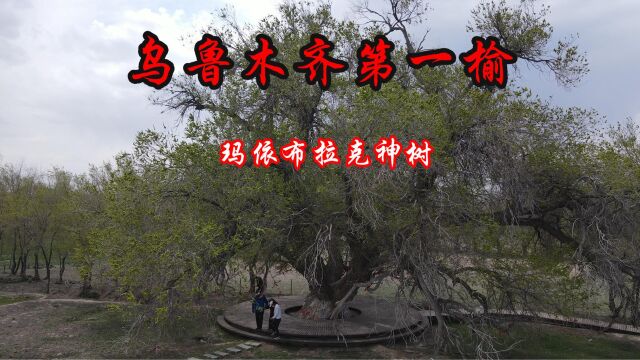 新疆700年的榆树玛伊布拉克神树是什么样?你看过吗看到都是负分