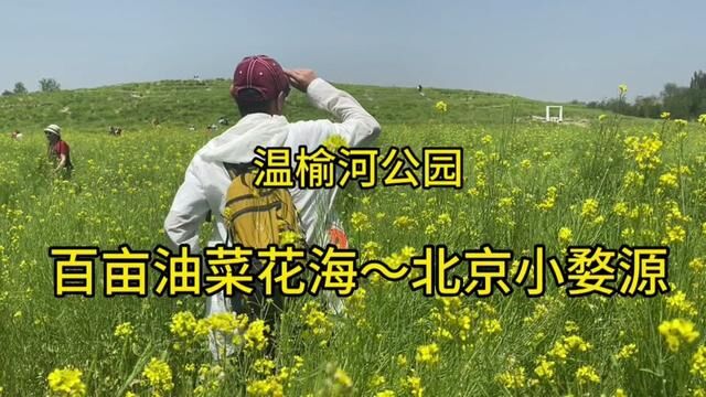 北京温榆河公园的百亩油菜花海,这里的云上梯田被称为小婺源 #云游四海第一季 #北京周末好去处 #北京旅游攻略