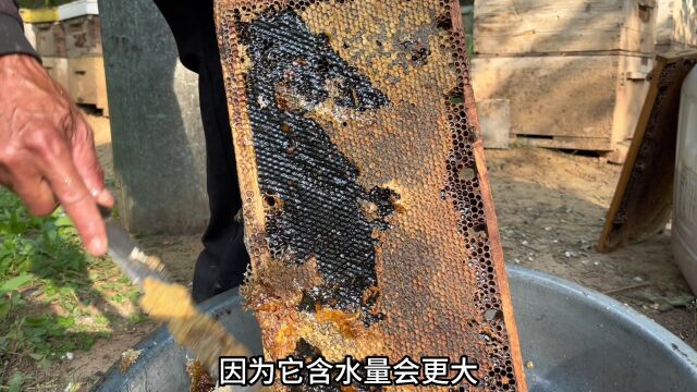 彦哥家2023年第一批蜂蜜下来了,自家蜂蜜纯正无添加