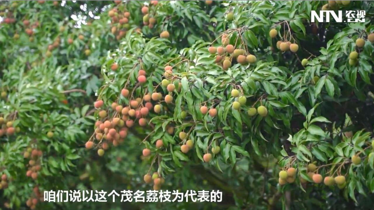 【围炉煮茶话荔枝】