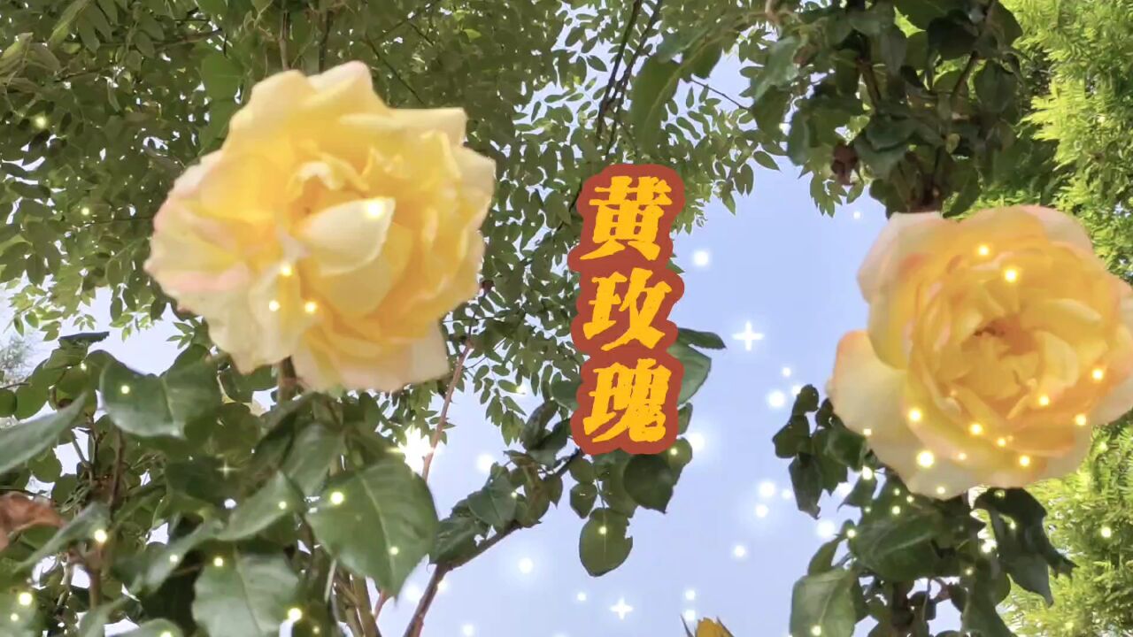 黄玫瑰!听歌赏花