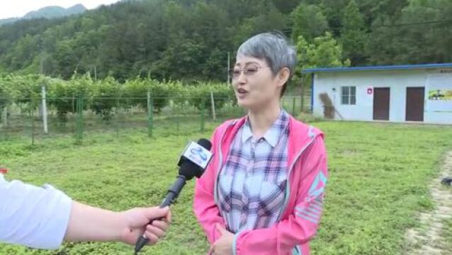 【向人民报告】科技助力略阳野草莓变“金果子”