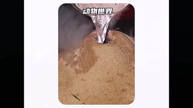 蚂蚁巢穴内部构造如同大型考古发现#看动物世界品百味人生