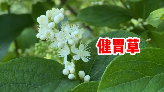 白檀也叫“地胡椒”,把它捣碎煮水,你知道它的价值吗?