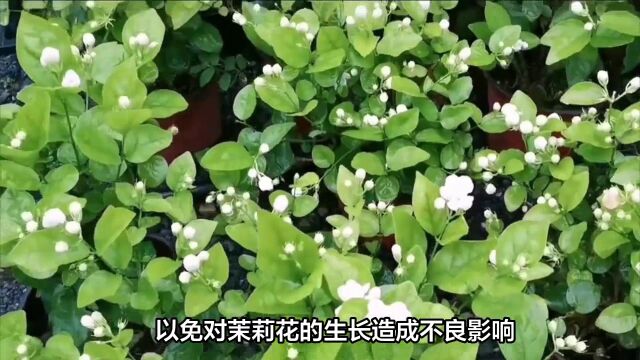 茉莉花养护技巧,让你的花园充满香气