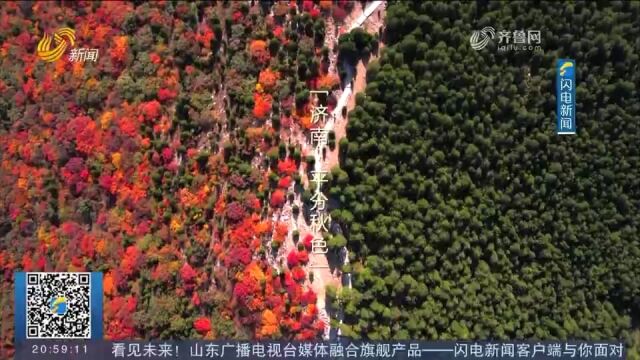 半山苍翠半山红!济南蝎子山再现“平分秋色”独特景观,一起欣赏