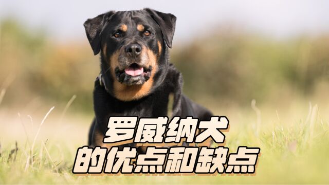 罗威纳犬的优点和缺点,先了解再养也不迟!