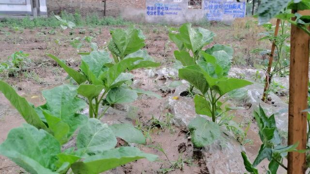 茄子雨后用上这两物,杀虫防病又增产