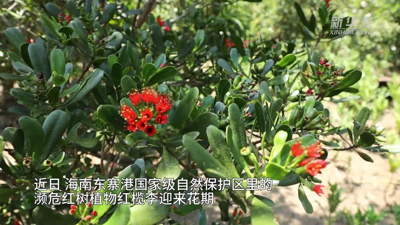 红树植物中的“大熊猫”红榄李迎来花期