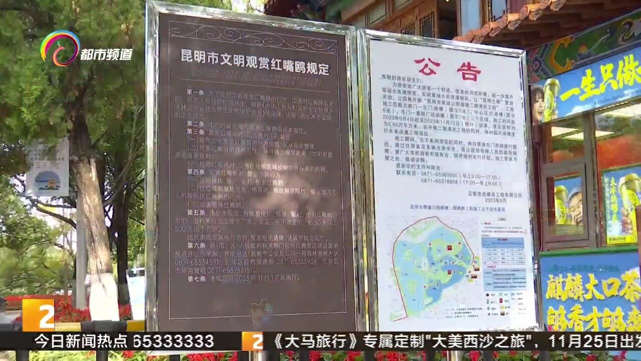 昆明市文明观赏红嘴鸥规定实施 游客知晓率不高