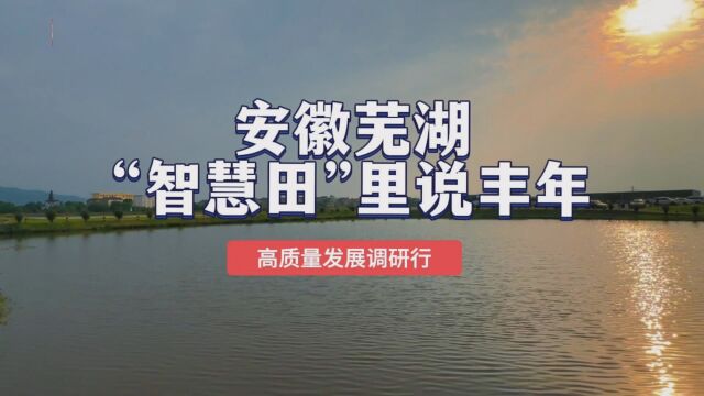 安徽芜湖:“智慧田”里说丰年