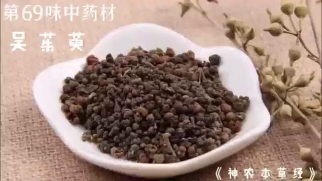 吴茱萸,今天讲讲吴茱萸的故事#中医 #民间故事 #吴茱萸 #中药材 #中草药