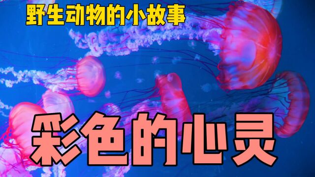 彩色的心灵【野生动物的小故事】#睡前故事 #神奇动物 #野生动物零距离 #故事会 #童话故事