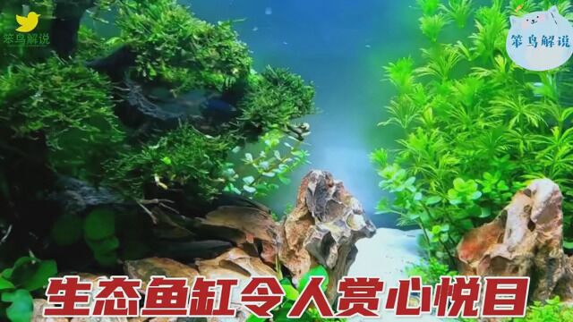 非常漂亮的生态鱼缸,成品一出真是令人赏心悦目