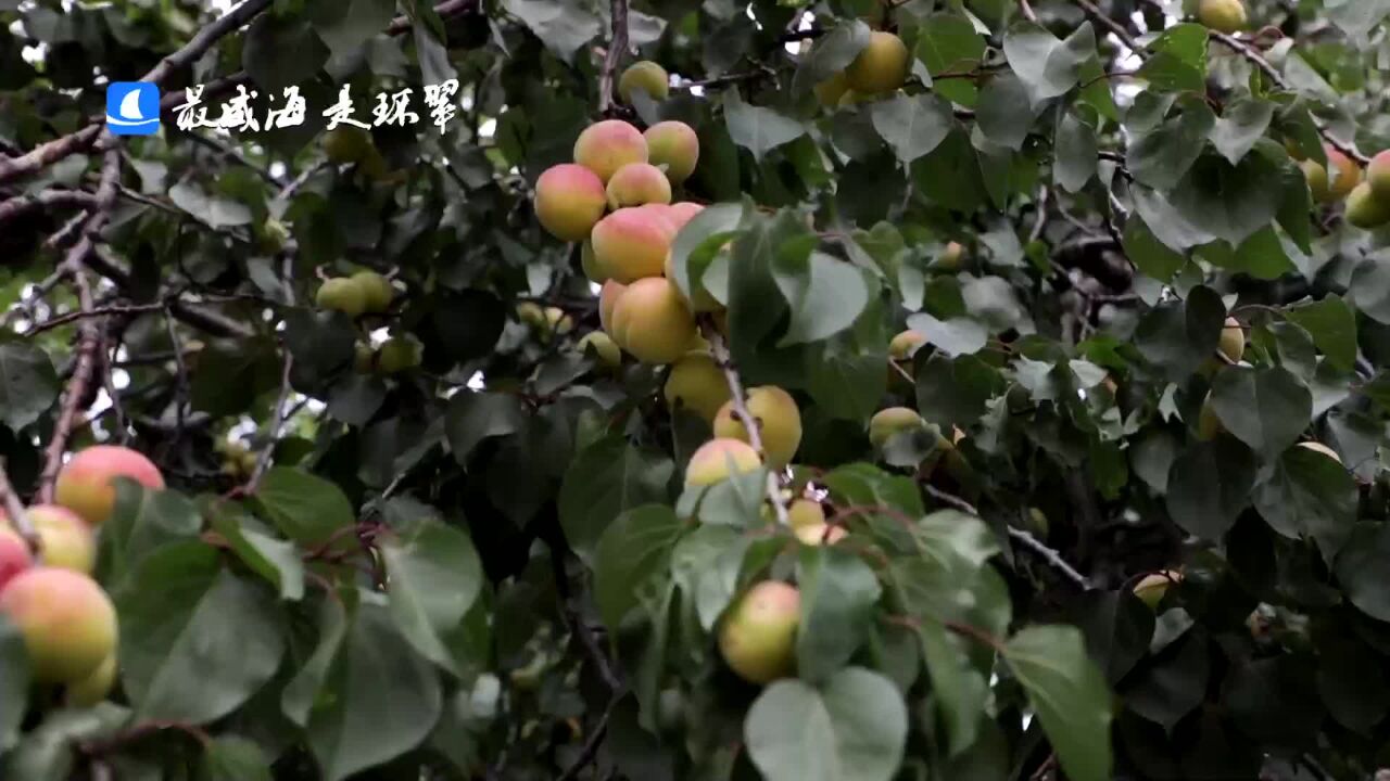 威海市环翠区:杏红景美,快来里口山遇见你的小“杏”运