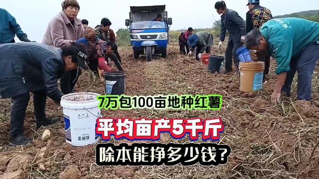 我花7万承包100地种红薯,平均亩产5000多斤,去除各种支出,网友猜猜能挣多少钱?