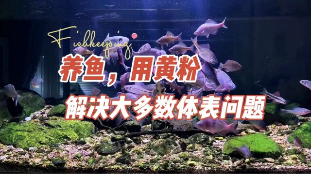 观赏鱼的鱼病,黄粉,解决大多数体表问题:养鱼笔记第4季78集