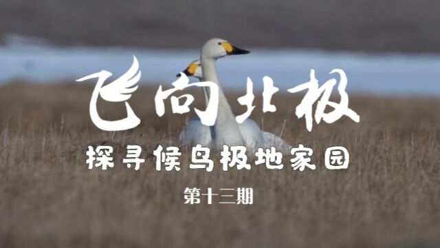 飞向北极|极地段VLOG第13期:登岛开启四天三夜“极地求生”之旅